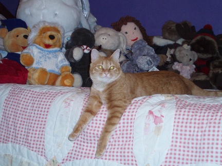 Pumpkin and the animals
